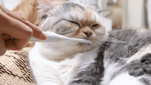 电动牙刷，但是猫咪版插图15