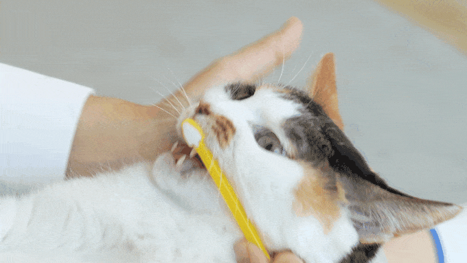 电动牙刷，但是猫咪版插图5