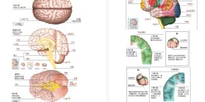 大脑结构与功能「百度网盘下载」PDF 电子书
